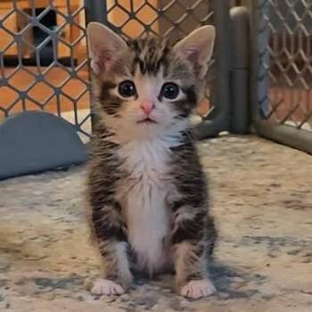 Chickadee -  Domestic Short Hair Cat for Adoption in Hedgesville, West Virginia - Chickadee | PetCurious