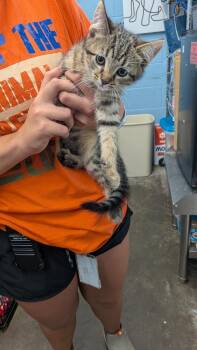 Scarab -  Domestic Short Hair Cat for Adoption in Evansville, Indiana - Scarab | PetCurious