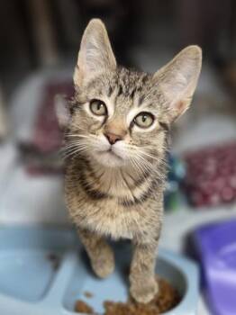 Activia -  Domestic Short Hair Cat for Adoption in Westland, Michigan - Activia | PetCurious
