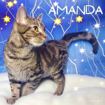 Rescue Tabby and Domestic Short Hair Cats for Adoption in Greensburg, Pennsylvania - Amanda | PetCurious