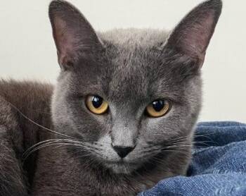 Sake -  Russian Blue Cat for Adoption in Oakland Park, Florida - Sake | PetCurious