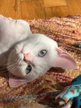 Mila -  Domestic Short Hair Cat for Adoption in Rochester, Washington - Mila | PetCurious