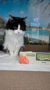 Kelsey -  Domestic Long Hair Cat for Adoption in Papillion, Nebraska - Kelsey | PetCurious