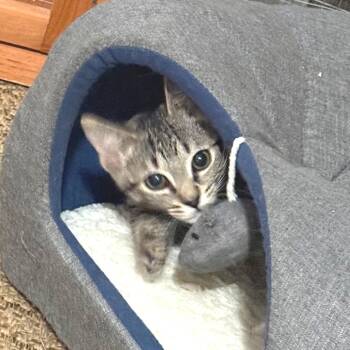 Jen -  Domestic Short Hair Cat for Adoption in Cumming, Georgia - Jen | PetCurious