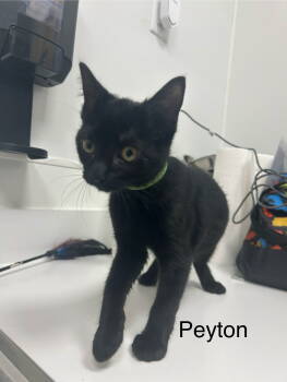 Rescue American Shorthair Cats for Adoption in Longwood, Florida - Peyton | PetCurious