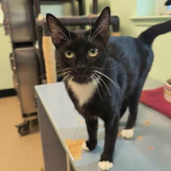 Sierra -  Domestic Short Hair Cat for Adoption in Weaverville, California - Sierra | PetCurious