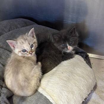 Lotsatoeses -  Domestic Medium Hair Cat for Adoption in Redwood Valley, California - Lotsatoeses | PetCurious