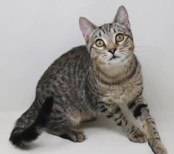 Clint Eastwood is our LEGENDARY LOVER - cannot be any better tru -  Bengal and Tabby Cat for Adoption in Bedford Hills, New York - Clint Eastwood Is Our LEGENDARY LOVER - Cannot Be Any Better Tru | PetCurious
