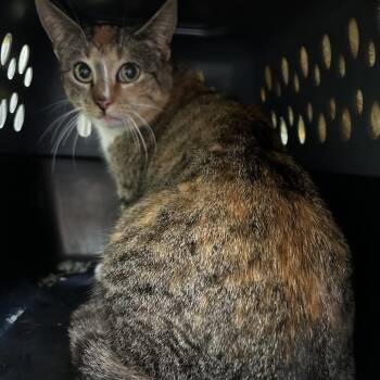 Domestic Short Hair Cats Available for Adoption in Lynchburg, Virginia - Pina Colada | PetCurious