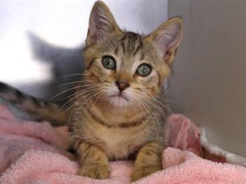 ALESSO -  Domestic Short Hair Cat for Adoption in Tallahassee, Florida - ALESSO | PetCurious