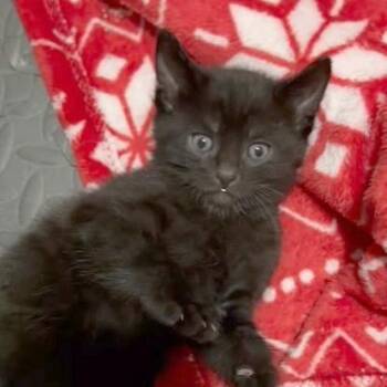 Domestic Short Hair Cats Available for Adoption - Clove | PetCurious