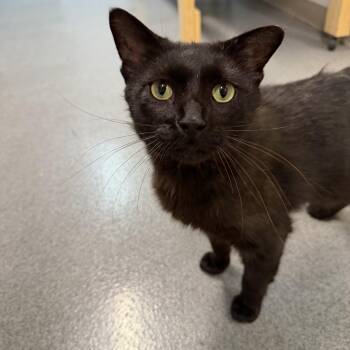 Onyx -  Domestic Short Hair Cat for Adoption in Chisholm, Minnesota - Onyx | PetCurious
