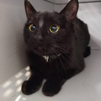 Beloved -  Domestic Short Hair Cat for Adoption in Allentown, Pennsylvania - Beloved | PetCurious