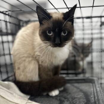Siamese Cats Available for Adoption in Youngstown, Ohio - Harrison | PetCurious