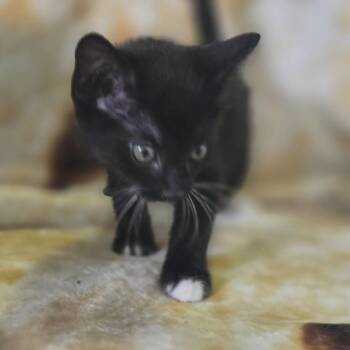 Poe -  Domestic Short Hair Cat for Adoption in Gordonsville, Tennessee - Poe | PetCurious