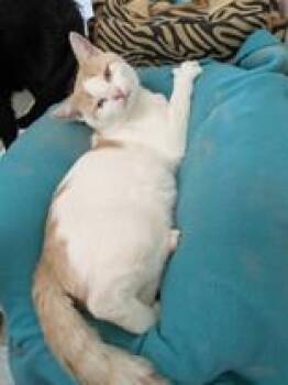 Rescue Domestic Short Hair Cats for Adoption in Portsmouth, Ohio - Weston | PetCurious