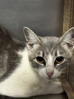 Frankenstein -  Domestic Short Hair Cat for Adoption in Roseville, California - Frankenstein | PetCurious
