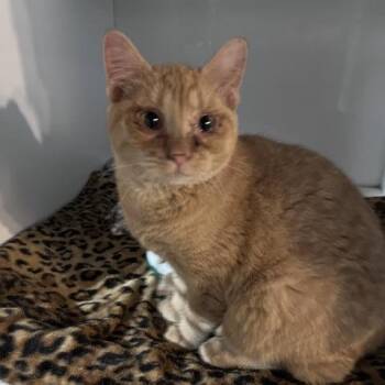 Merida -  Domestic Short Hair Cat for Adoption in St. Louis, Missouri - Merida | PetCurious