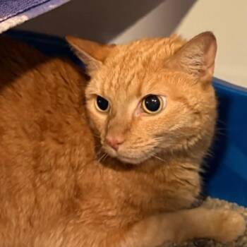 Domestic Short Hair Cats Available for Adoption in South Burlington, Vermont - Olivia | PetCurious