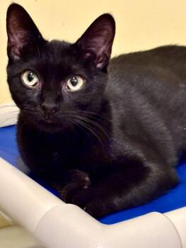 Bombay Cats Available for Adoption in Flint Hill, Virginia - Finn | PetCurious
