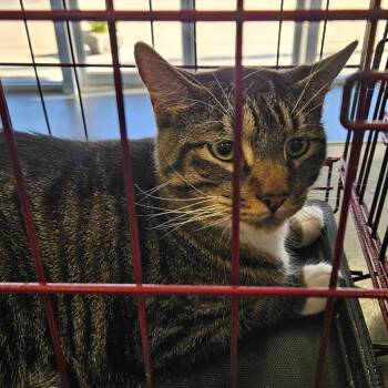 Domestic Short Hair Cats Available for Adoption in Montgomery, Alabama - Waffles | PetCurious