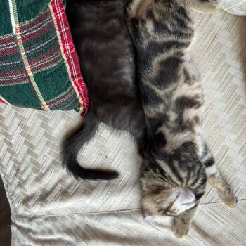 Nala (bonded with Wilson) -  Domestic Short Hair Cat for Adoption in Santa Rosa, California - Nala (bonded With Wilson) | PetCurious