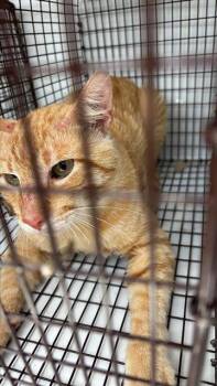 A657695 -  Domestic Short Hair Cat for Adoption in Houston, Texas - A657695 | PetCurious