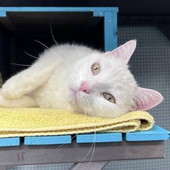 Domestic Short Hair Cats Available for Adoption in Grand Rapids, Michigan - Louie | PetCurious