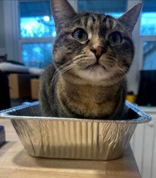 Scooter -  Domestic Short Hair Cat for Adoption in Logan, Utah - Scooter | PetCurious