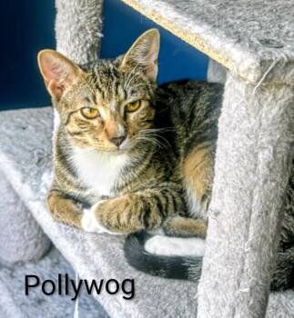 Rescue Domestic Short Hair Cats for Adoption in Binghamton, New York - Pollywog | PetCurious