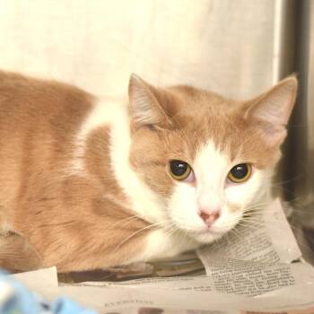 Brian -  Domestic Short Hair Cat for Adoption in Belleville, Illinois - Brian | PetCurious