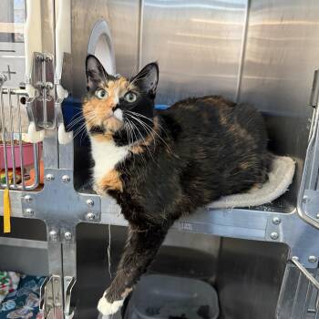 Zoey CM -  Calico Cat for Adoption - Zoey CM | PetCurious