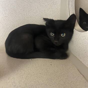 Mekong -  Domestic Short Hair Cat for Adoption in Durango, Colorado - Mekong | PetCurious