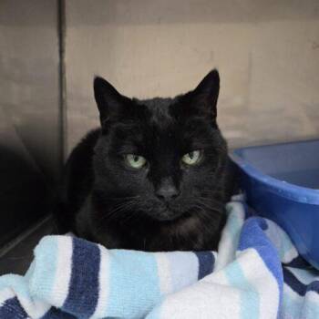 Midnight -  Domestic Short Hair Cat for Adoption in Toronto, Ontario - Midnight | PetCurious