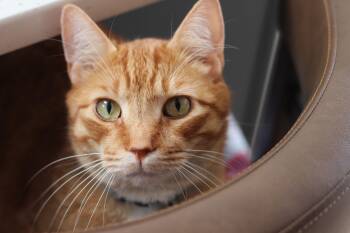 Cashew -  Domestic Short Hair Cat for Adoption in Lethbridge, Alberta - Cashew | PetCurious
