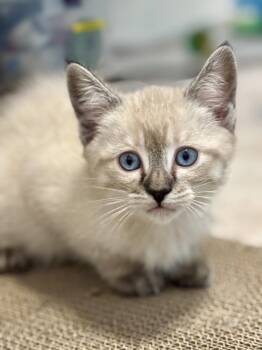 Jax -  Domestic Short Hair Cat for Adoption in Lincoln, California - Jax | PetCurious