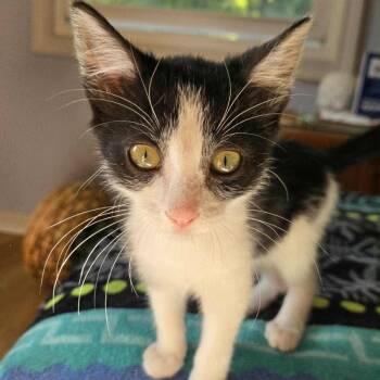 Rescue Domestic Short Hair Cats for Adoption in Byron Center, Michigan - Tela | PetCurious