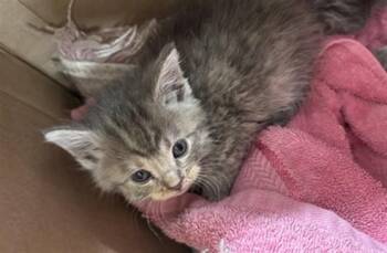 PRINCESS LEIA -  Domestic Short Hair Cat for Adoption in Louisville, Kentucky - PRINCESS LEIA | PetCurious