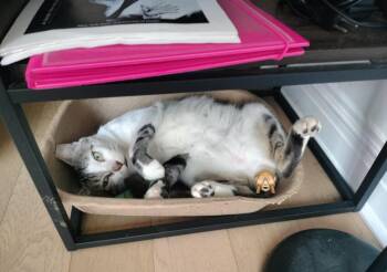 Rescue Domestic Short Hair Cats for Adoption - Toonces | PetCurious