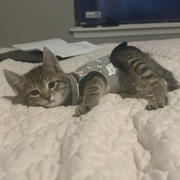 Ada -  Domestic Short Hair Cat for Adoption in Tulsa, Oklahoma - Ada | PetCurious