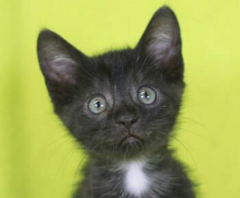 Walsh - READY for adoption after 5/22! -  Domestic Short Hair Cat Available for Adoption in Algood, Tennessee - Walsh - READY For Adoption After 5/22! | PetCurious