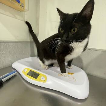 Domestic Short Hair and Mixed Breed Cats Available for Adoption in Tampa, Florida - Flounder | PetCurious