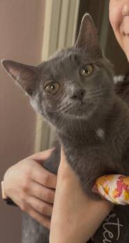 Maisey -  Domestic Short Hair Cat for Adoption in East Greenwich Township, New Jersey - Maisey | PetCurious
