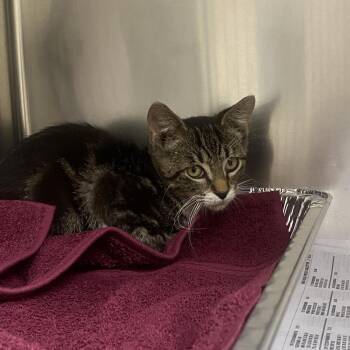 Spalding -  Domestic Short Hair Cat for Adoption in Milton, Florida - Spalding | PetCurious