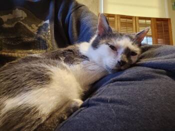 Domestic Short Hair Cats Available for Adoption - Smudge | PetCurious