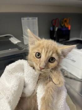 CAULIFLOWER -  Domestic Short Hair Cat for Adoption in Las Vegas, Nevada - CAULIFLOWER | PetCurious