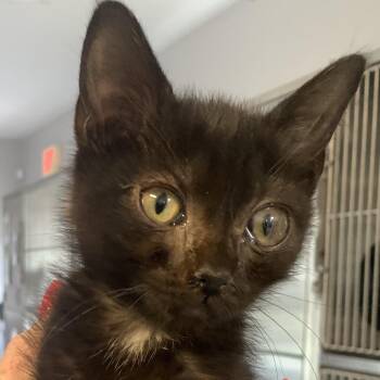 Blackbeard -  Domestic Short Hair Cat for Adoption in Ridgely, Maryland - Blackbeard | PetCurious