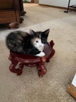 Chloe FFC00323 -  Calico and Domestic Short Hair Cat for Adoption in Omaha, Nebraska - Chloe FFC00323 | PetCurious