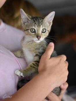 Cozmo -  Domestic Medium Hair Cat for Adoption in Montgomery, Texas - Cozmo | PetCurious