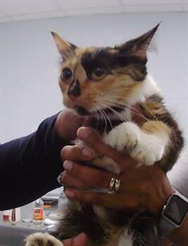 A1270473 -  Domestic Long Hair Cat for Adoption in Charlotte, North Carolina - A1270473 | PetCurious